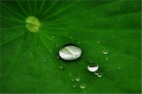 荷葉膜技術(shù)