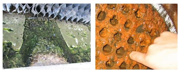 生物污淤 生物污淤